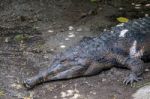 Tomistoma (tomistoma Schlegelii) Resting At The Bioparc Fuengiro Stock Photo