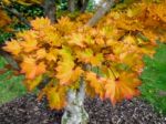 Acer Shirasawanum Cv Aureum In Autumn Colours Stock Photo