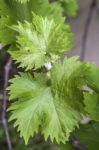 Grapevine Flower Transformation Into A Grape Berry Stock Photo