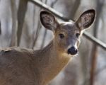 Beautiful Isolated Portrait Of A Cute Wild Deer In The Forest Stock Photo