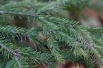 Spruce Tree Close-up Stock Photo