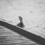 Water Dragon Outside During The Day Stock Photo