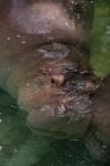 Hippo In Water Stock Photo