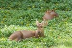 Roe Deer Stock Photo