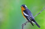 Mugimaki Flycatcher Stock Photo