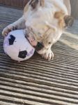 British Bulldog Chewing On A Football Stock Photo