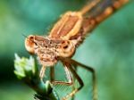 Portrait Of A Brown Dragonfly Arrow Stock Photo