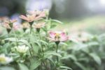 Colorful Flowers For Background Stock Photo