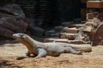 Fuengirola, Andalucia/spain - July 4 : Komodo Dragon (varanus Ko Stock Photo