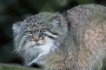 Pallas's Cat (otocolobus Manul) Stock Photo