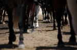 Legs Of Horses Stock Photo