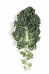 Curly Leaf Kale Stock Photo