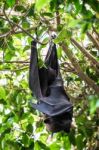 Flying Fox Bat (pteropus) Asleep At The Bioparc In Fuengirola Stock Photo