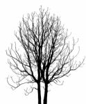 Dead Tree Without Leaves Isolated Stock Photo