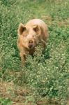 Pig On The Farm Stock Photo