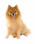 Pomeranian Dog Stock Photo