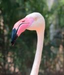 Pink Flamingo Head Stock Photo