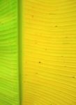 Banana Leaf Stock Photo