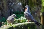 Inca Tern (larosterna Inca) And Chick Stock Photo