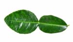 Bergamot Leaf Isolated On The White Background Stock Photo