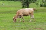 Cow On The Field Stock Photo