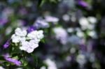 Closeup Of Brunfelsia Uniflora Flower Stock Photo