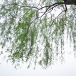 Chinese Willow Tree Stock Photo