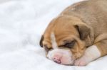 Pit Bull Puppy Dog Stock Photo