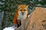 Red Fox In Her Winter Coat Stock Photo