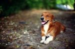 Portrait Of An Adorable Brown Dog Stock Photo