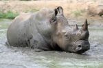 Rhino In The Muddy Water Stock Photo