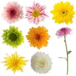 Chrysanthemum Flower Isolated Collection Set Stock Photo