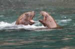 Sea Lions Upclose Stock Photo