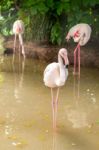 White Flamingo Pink Beak In Water Stock Photo