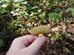 Collection And Preparation Of Autumn Edible Mushrooms  Stock Photo