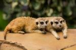 Pair Of Meerkat Lying Stock Photo