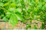 Young Green Grapes Stock Photo