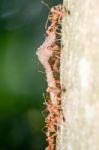 
Many Ants Carrying Food Back To The Nest Together Stock Photo