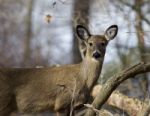 Beautiful Photo Of A Wild Deer Stock Photo