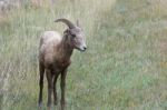 Bighorn Sheep (ovis Canadensis) Stock Photo