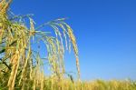 Paddy Rice Stock Photo