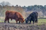 Fighting Black And Brown Scottisch Highlander Bull And Cow Stock Photo