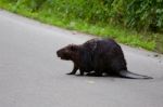 The Close-up Of The North American Beaver Stock Photo