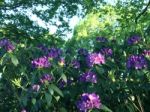 Rhododendron-flowers In The Park Stock Photo