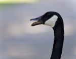 Postcard With An Emotional Canada Goose Screaming Stock Photo