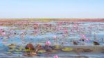 Red Lotus Field Lake In Harn Kumphawapi,udonthani,thailand Stock Photo