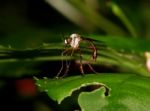 Mosquito On A Leaf Stock Photo