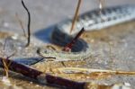 Water Snake On The Bay Stock Photo