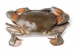 Sea Crab Isolated On White Background Stock Photo