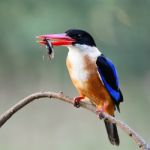 Black-capped Kingfisher Stock Photo